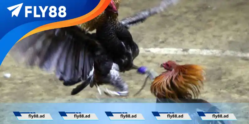 Gà kiểng hay còn gọi là gà cảnh Gà kiểng hay còn gọi là gà cảnh